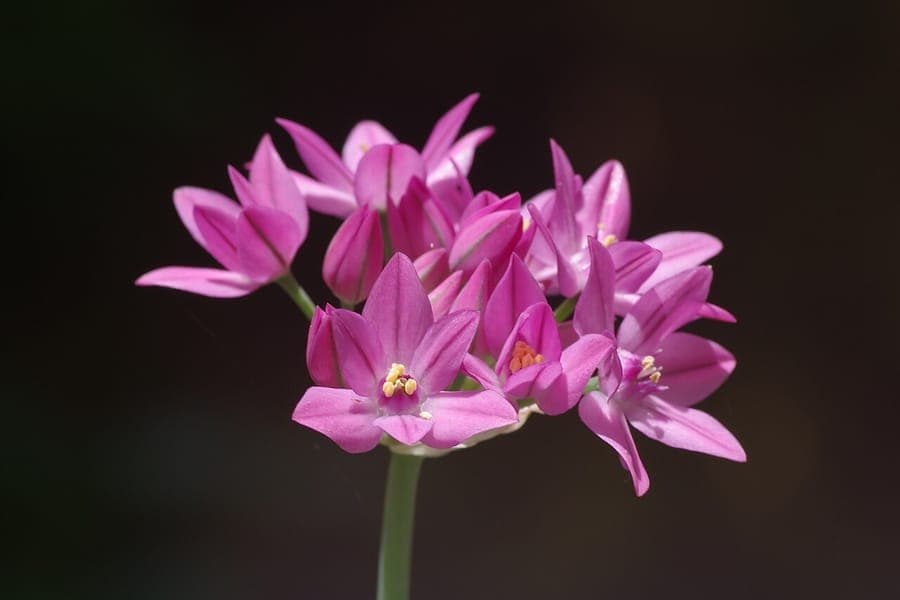 Allium oreophilum met roze bloemen in bolvormige schermen