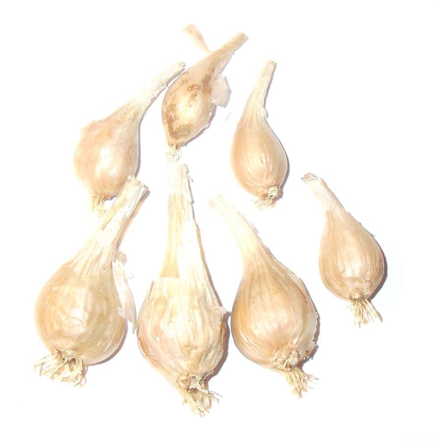 Allium oschaninii French grey shallot