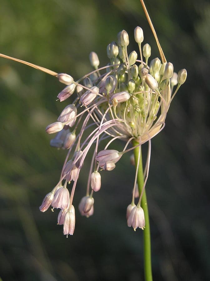 Allium paniculatum in full bloom on a sunny, dry meadow slope