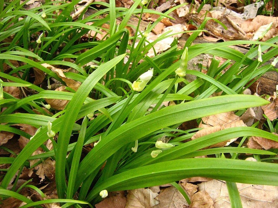 Few-flowered garlic plant in dappled shade with delicate white flowers above slender leaves