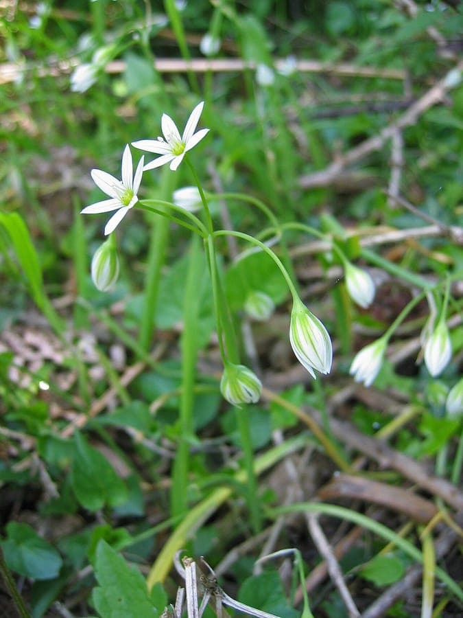 Hanging white flowers of Allium pendulinum blooming on a dry, sunny slope with gravel mulch