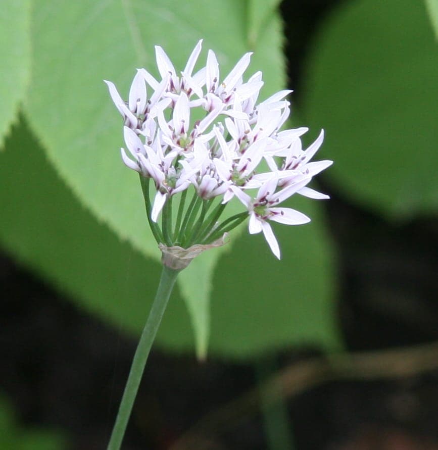 Fragrant garlic in full bloom with delicate purple flowers in a sunny garden setting
