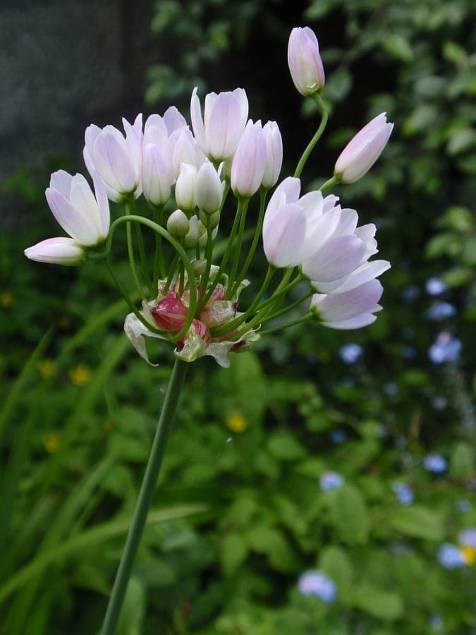 Ail rose (Allium roseum) en pleine floraison sur un sol sec et ensoleillé, parmi des pierres