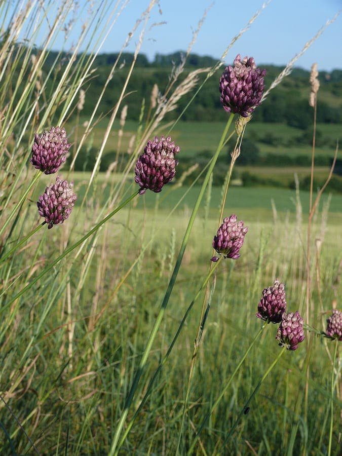 Ail à inflorescences rondes avec de petites fleurs violettes en forme de boule dans un massif ensoleillé