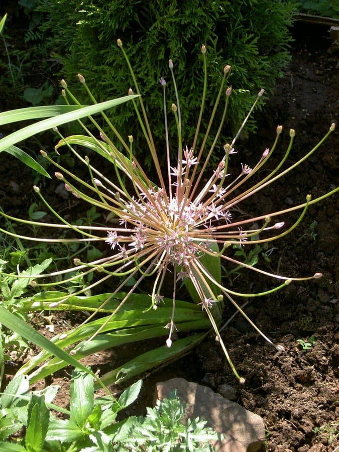 Explosive blooming Schubert's garlic with dramatic flower structure