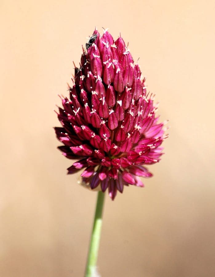 Ball-head onion with dark purple spherical flowers rising above slender green stems in a sunny garden bed