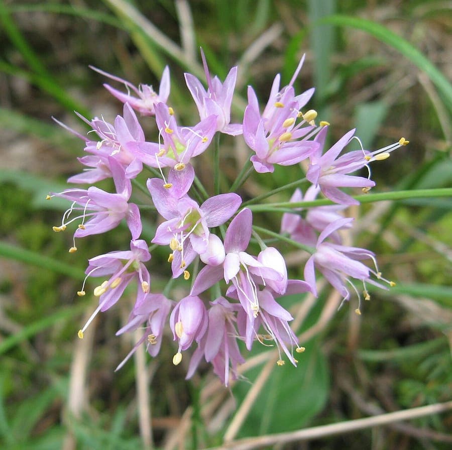 Autumn onion with rosy-purple star flowers in bloom