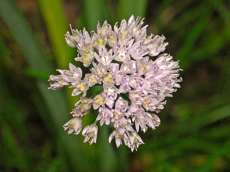 Stiff Garlic with purple flower spheres
