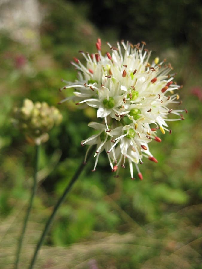 Wohlriechender Lauch (Allium suaveolens) mit zarten violet-rosa Bluten in kugelformigen Clustern