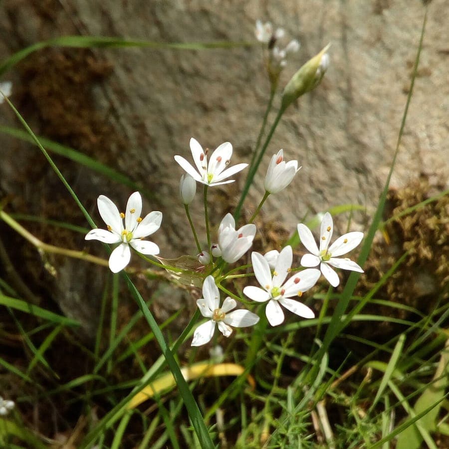 Hairy garlic in full bloom on a sunny dry slope, showing deep purple flower heads and silvery, hairy foliage