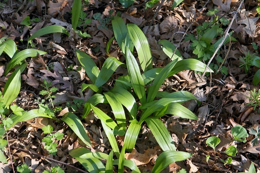 Ail des bois Allium tricoccum affichant les caracteristiques feuilles larges et fleurs blanches