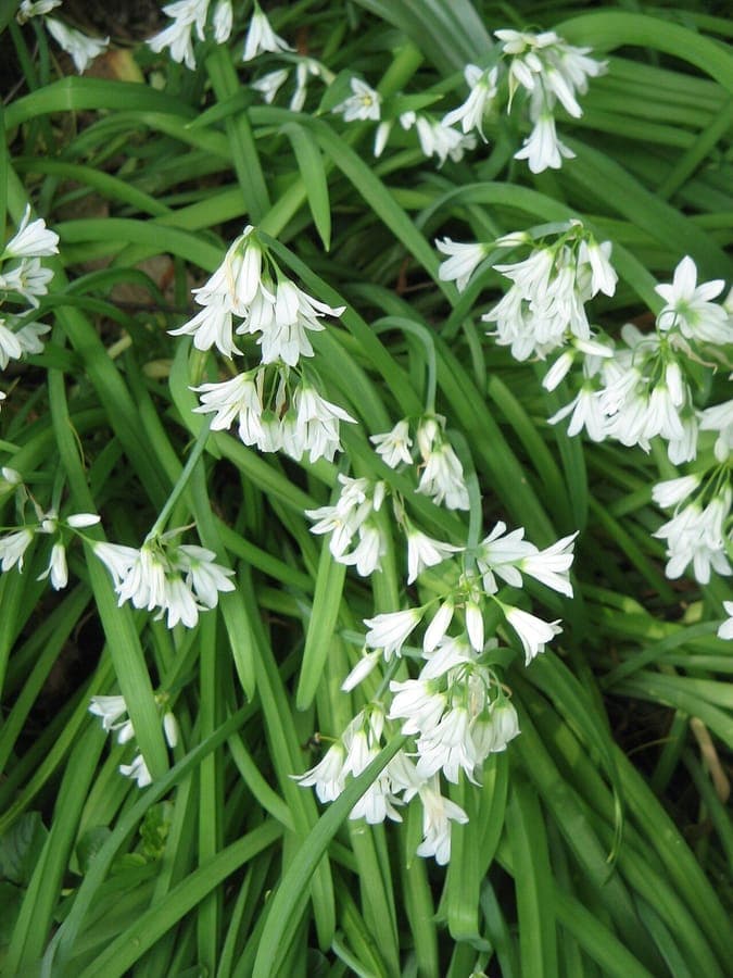 Triquetrous garlic blooming under light woodland shade with mossy ground cover