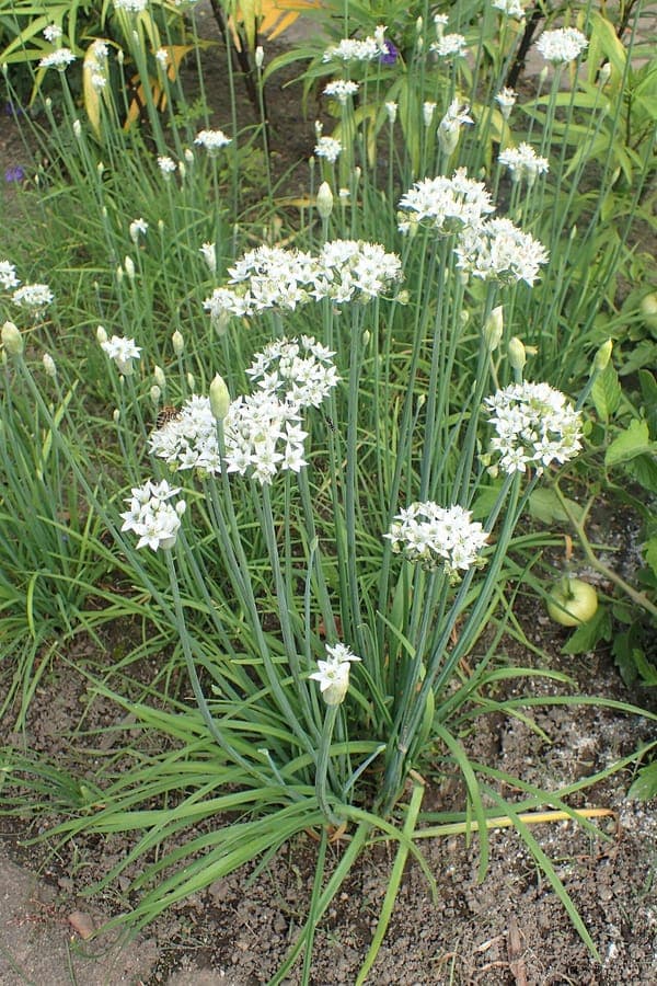 Touffes de ciboulette chinoise aux feuilles plates et fleurs blanches en boule, dans un jardin ensoleillé
