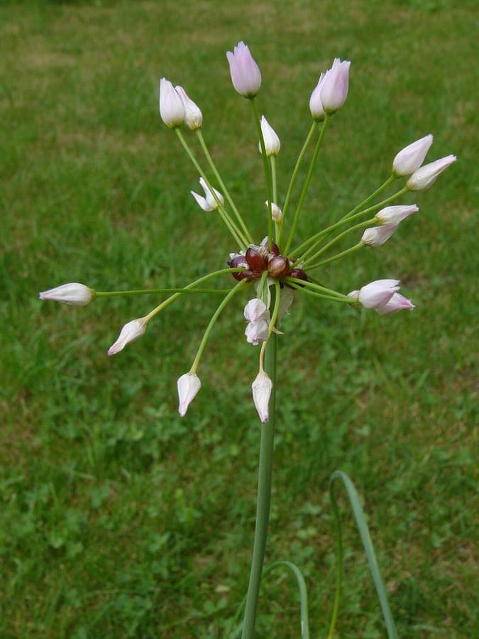 American garlic bloemen in roze