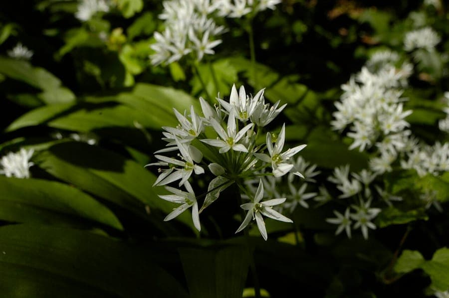 Fresh green bear garlic plants in a lightly shaded woodland setting with dew on the leaves