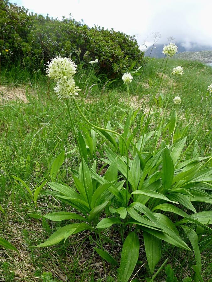 Ail de cerf avec fleurs blanches en montagne