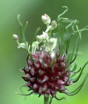 Kraailook met paarse bollenbloemen in een zonnige tuinperk
