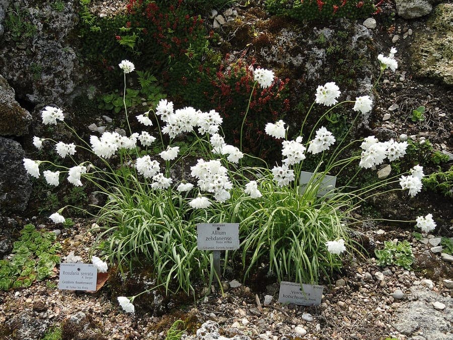Allium zebdanense met paarse bloemen in bolgewas vorm