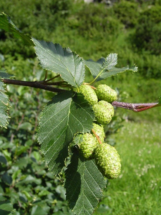 Green alder in natural setting with fresh green foliage and dangling catkins