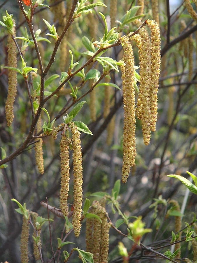 Japanese Alder leaves