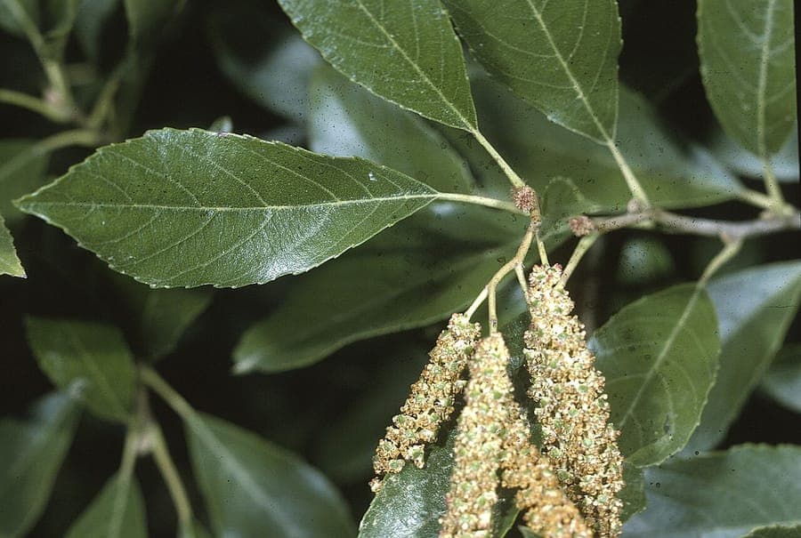Alnus maritima seaside alder foliage and branches