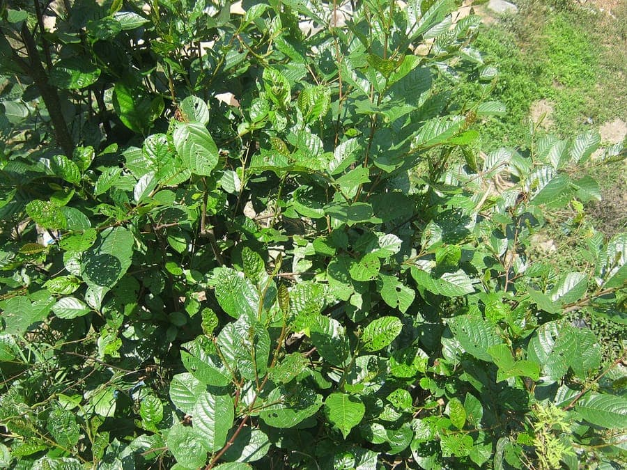 Himalayan els boom in berglandschap met groene bladeren