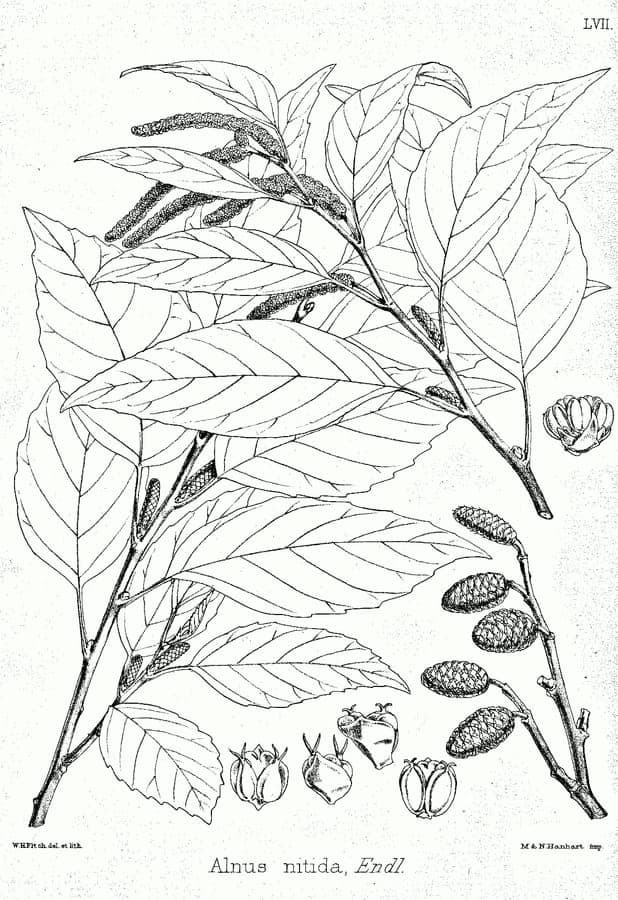 Elegant West Himalayan alder tree with smooth bark and green foliage