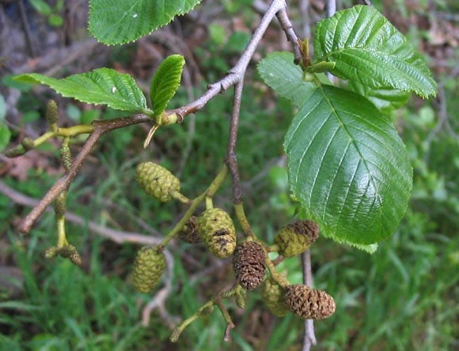 White alder displaying characteristic diamond-shaped leaves in summer light
