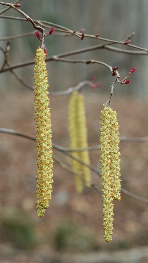Hazel alder displaying fine serrated leaves and characteristic male catkins