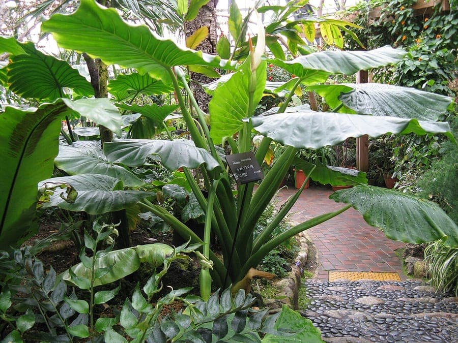 Reuzenblad Alocasia met massieve groene bladeren in tropisch tuinlandschap