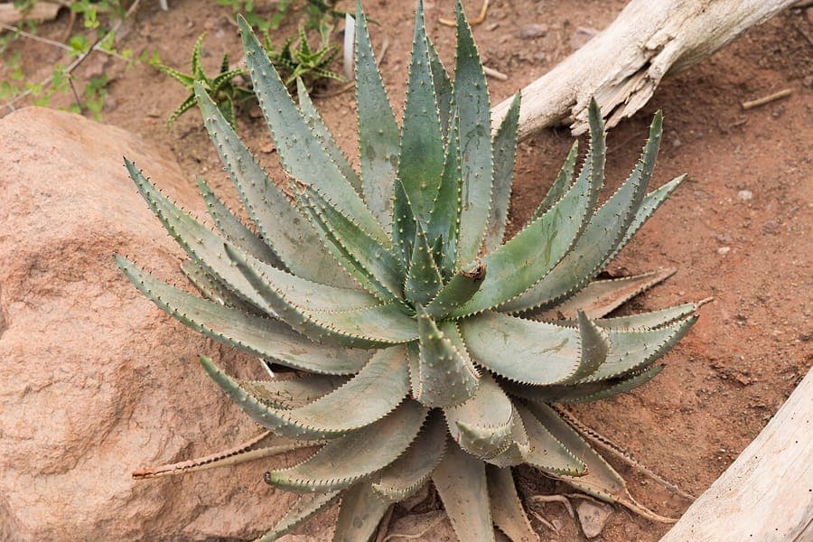 Aloe aculeata prickly aloe with characteristic thorns