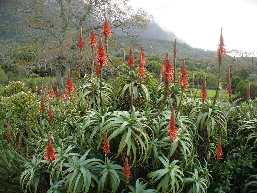 Candelabra aloe (Aloe arborescens) in full bloom in a sunny rock garden