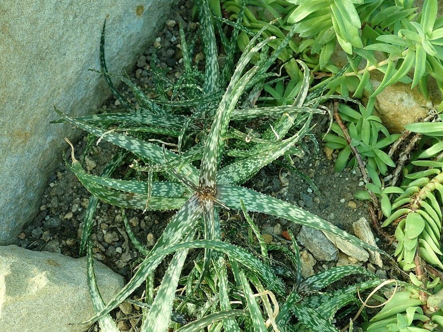 Aloe bakeri plant in leaf growth