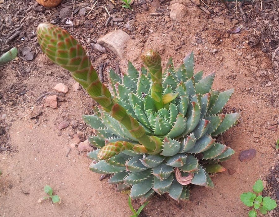 Aloe brevifolia plant with red flowers