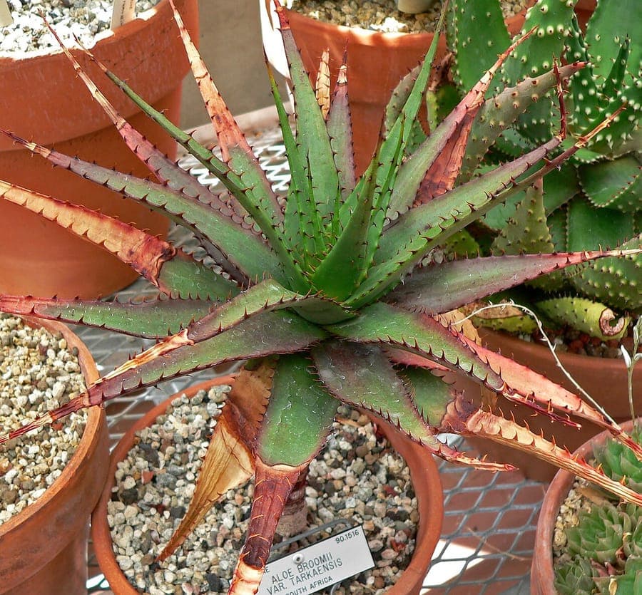 Berg Alwyn - compact aloe with thick leaves