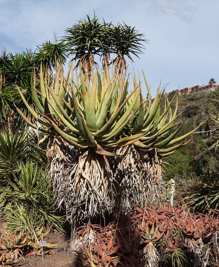 Thick blue-green leaves of Aloe castanea with reddish-brown tints