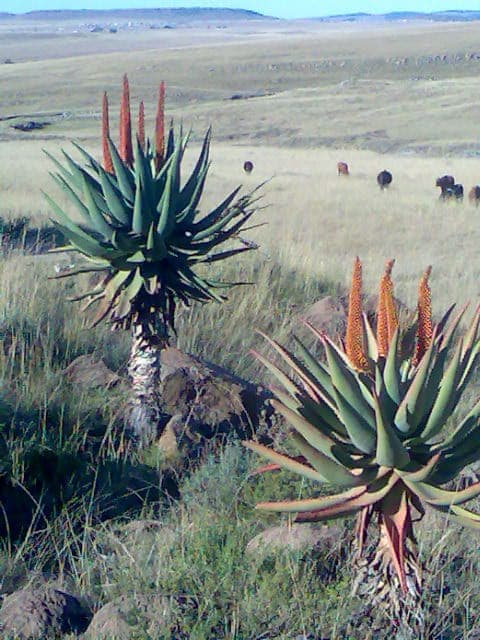 Aloe ferox with tall flowering spike and dense rosette of dark green spiny leaves