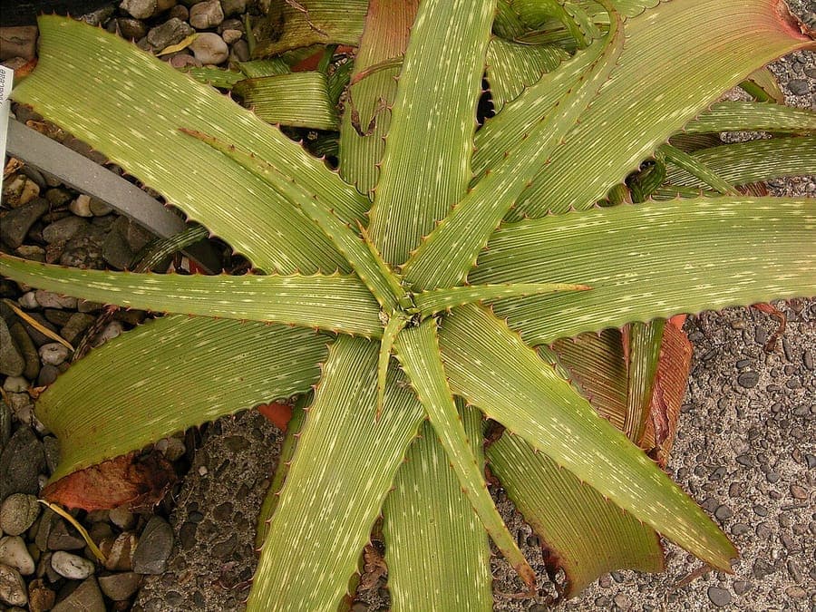 Kanniedood Aloe leaves
