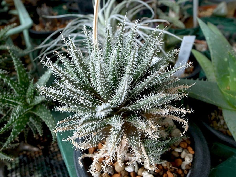 Haworth Aloe leaves
