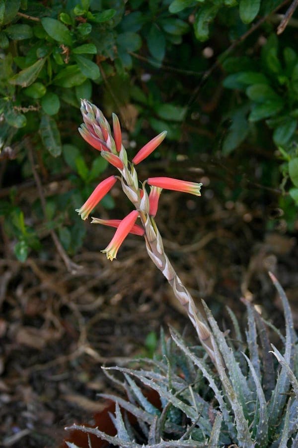 Dwarf hedgehog aloe with red-tipped leaves in soft light