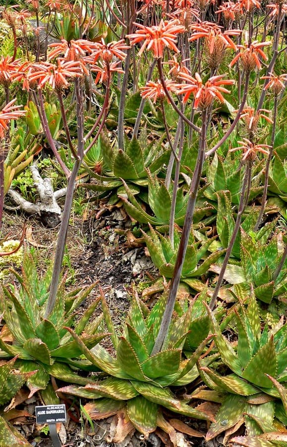 Aloe maculata with broad, spotted leaves and bright orange flowers in a sunny, dry garden bed