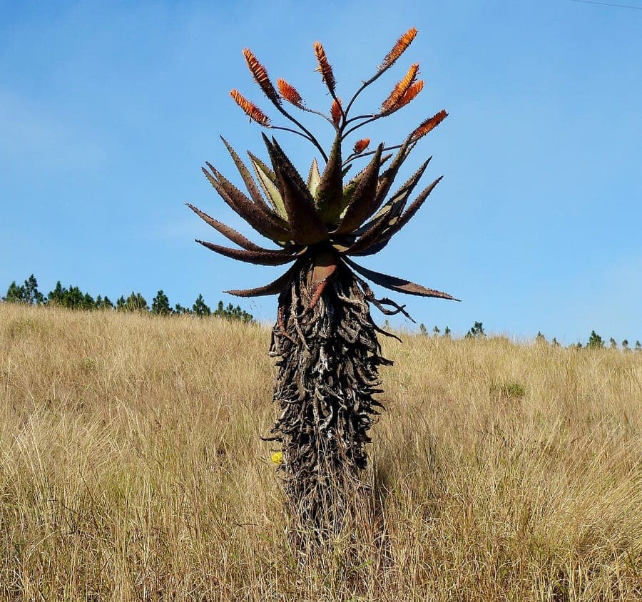 Aloe marlothii with characteristic grey-green rosette