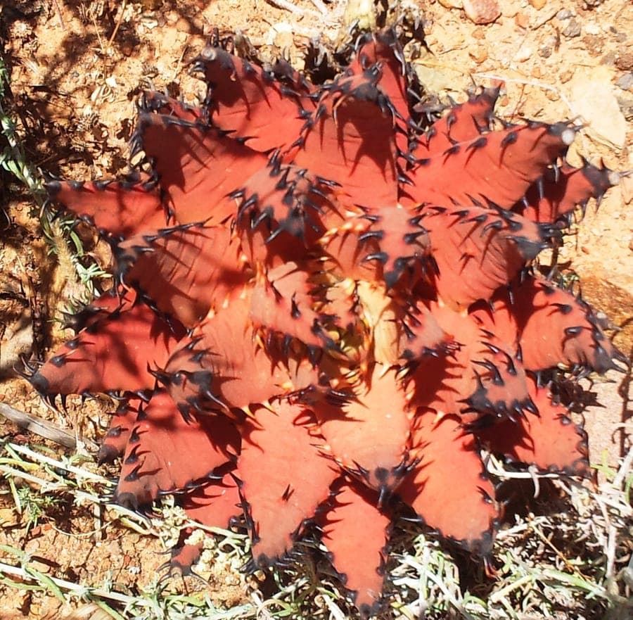 Black Thorn Aloe - compact growth with dark spines