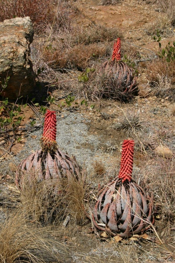 Magalies Aloe flowers