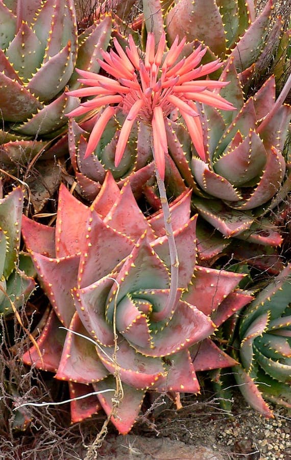 Mitra aloe with red tubular flowers in full bloom