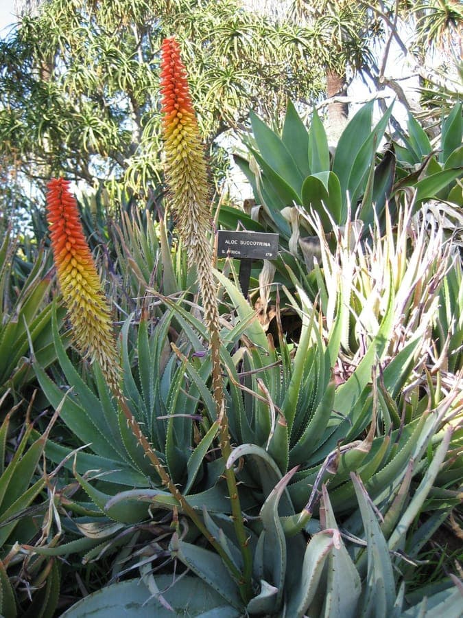 Aloe petricola growing on rocky terrain