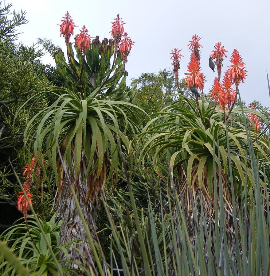 Aloe pluridens plant with characteristic tooth-like leaf edges