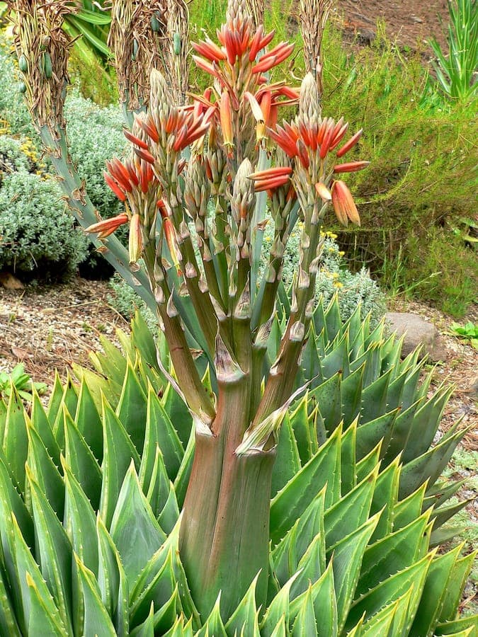 Spiral aloe with perfect spiral-shaped leaf arrangement