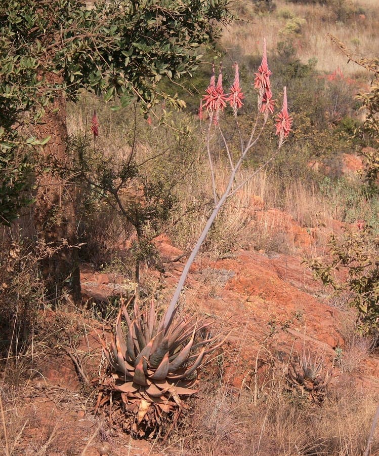 Aloe de Pretoria avec rosaces vertes et fleurs rouges
