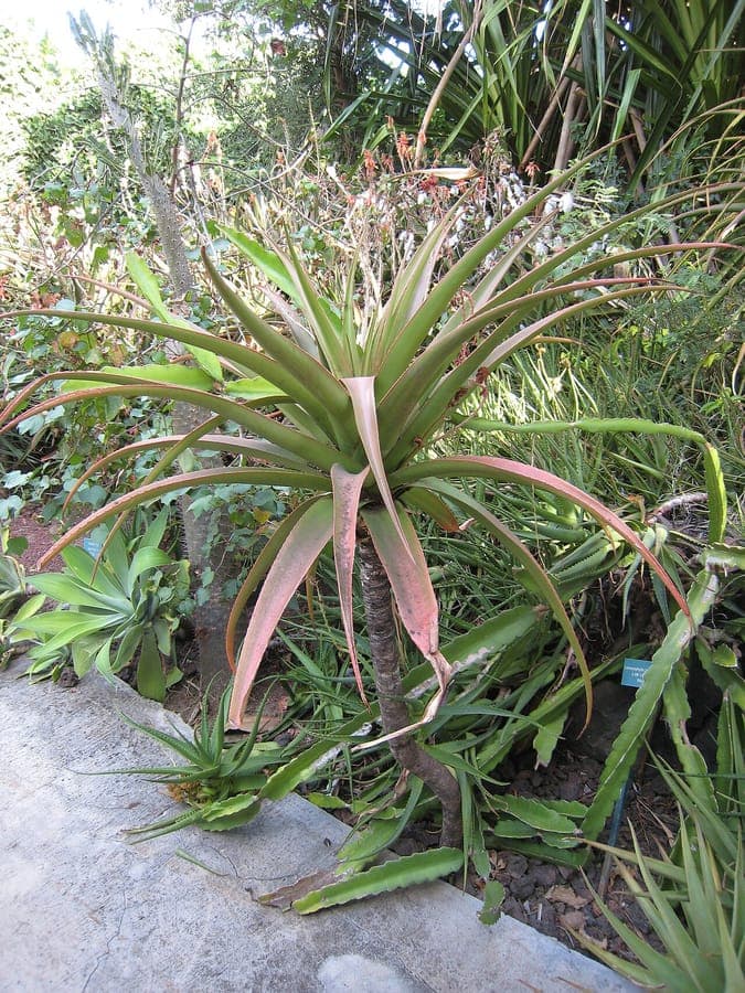 Purple aloe plant